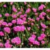 Engelsk Græs 'Düsseldorfer Stolz' Armeria Martima 'Düsseldorfter Stoltz' 10 Cm. Potte