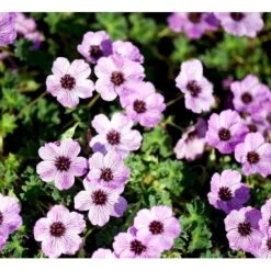 Storkenæb 'Ballerina' Geranium Cinereum 'Ballerina' 10 Cm. Potte