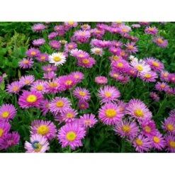 Alpeasters Aster Alpinus 1 Liter Potte