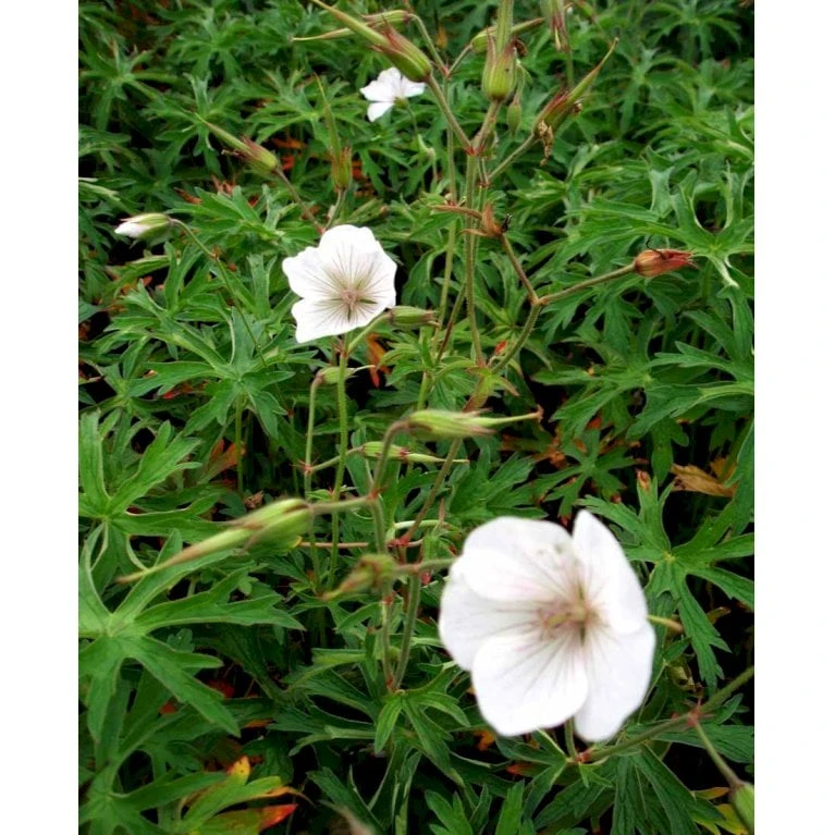 Storkenæb 'Kashmir White' Geranium Clarkei 'Kashmir White' 1 Liter Potte