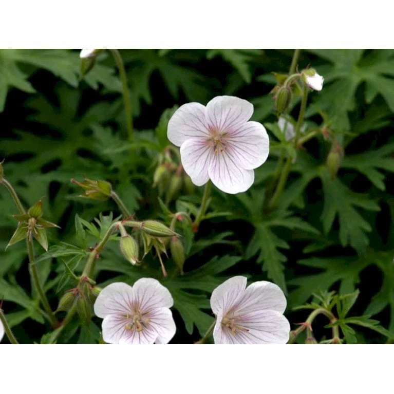 Storkenæb 'Kashmir White' Geranium Clarkei 'Kashmir White' 1 Liter Potte - Billede 3