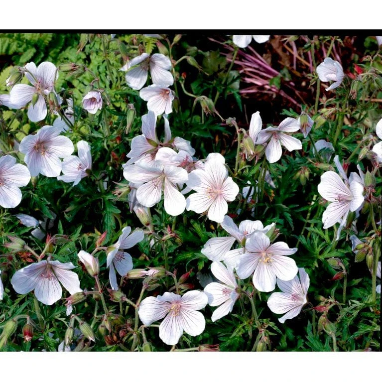 Storkenæb 'Kashmir White' Geranium Clarkei 'Kashmir White' 1 Liter Potte - Billede 4