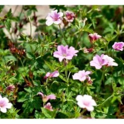 Storkenæb 'Rose Clair' Geranium Oxonianum 'Rose Clair' 10 Cm. Potte