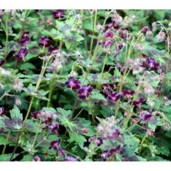 Bølgekronet Storkenæb 'Samobor' Geranium Phaeum 'Samobor' 1 Liter Potte