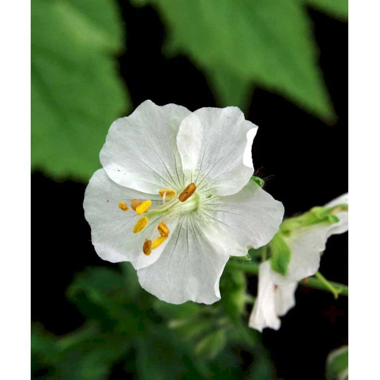 Bølgekronet Storkenæb 'Album' Geranium Phaeum 'Album' 1 Liter Potte - Billede 5