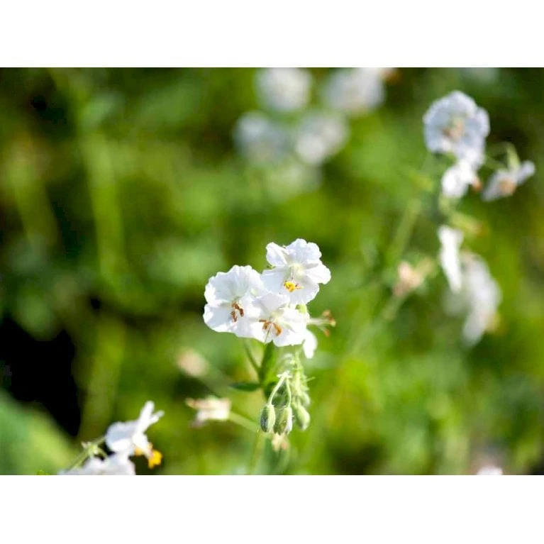 Bølgekronet Storkenæb 'Album' Geranium Phaeum 'Album' 1 Liter Potte - Billede 3