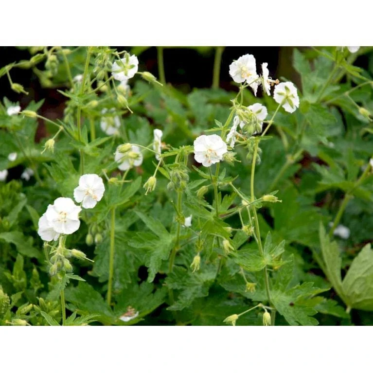 Bølgekronet Storkenæb 'Album' Geranium Phaeum 'Album' 1 Liter Potte - Billede 6