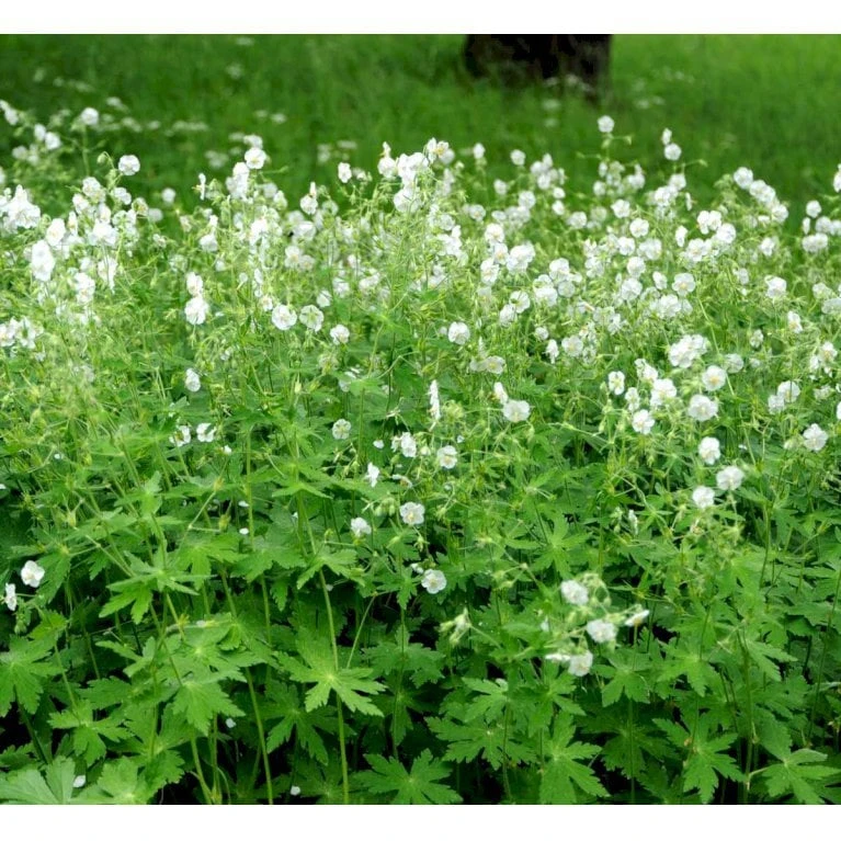 Bølgekronet Storkenæb 'Album' Geranium Phaeum 'Album' 1 Liter Potte - Billede 4