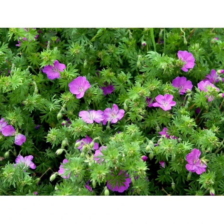 Blodrød Storkenæb Geranium Sanguineum 10 Cm. Potte