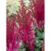 Astilbe 'Maggie Daley' Astilbe Hybrid 'Maggie Daley' 1 Liter Potte