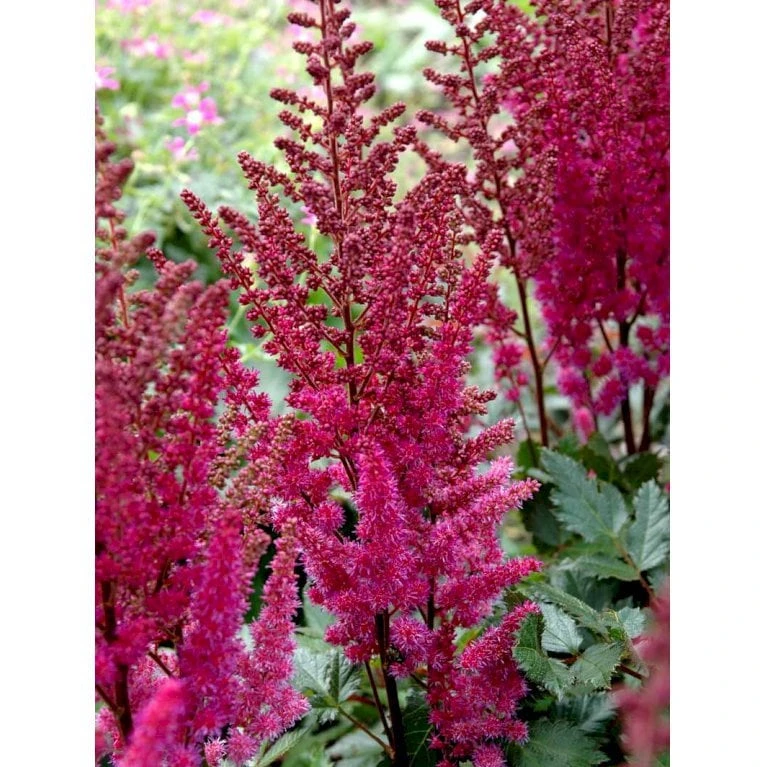 Astilbe 'Maggie Daley' Astilbe Hybrid 'Maggie Daley' 1 Liter Potte
