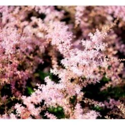 Astilbe 'Sprite' Astilbe Glaberrima-hybrid 'Sprite' 1 Liter Potte