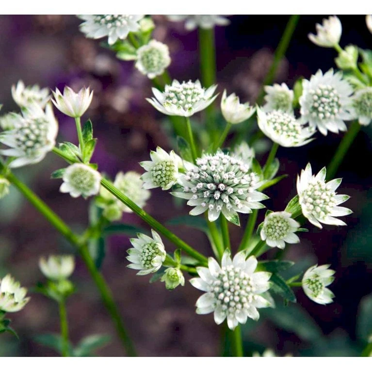 Stjerneskærm 'Star Of Billion' Astrantia Hybrid 'Star Of Billion'® 1 Liter Potte