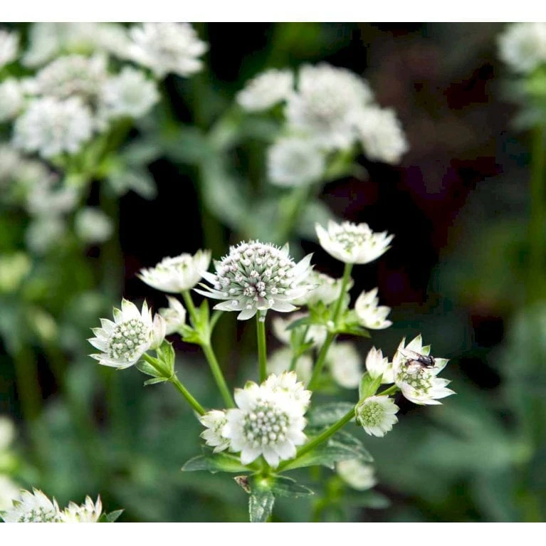 Stjerneskærm 'Star Of Billion' Astrantia Hybrid 'Star Of Billion'® 1 Liter Potte - Billede 3