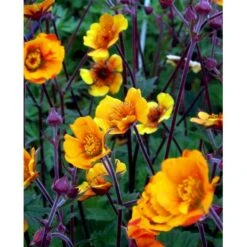 Nellikerod 'Carlskær' Geum Hybrid 'Carlskær' 1 Liter Potte