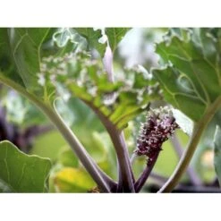 Almindelig Strandkål Crambe Maritima 2 Liter Potte