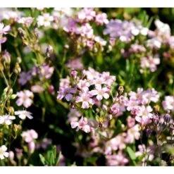 Stenhøjsbrudeslør Gypsophila Repens 'Rosea' 10 Cm. Potte