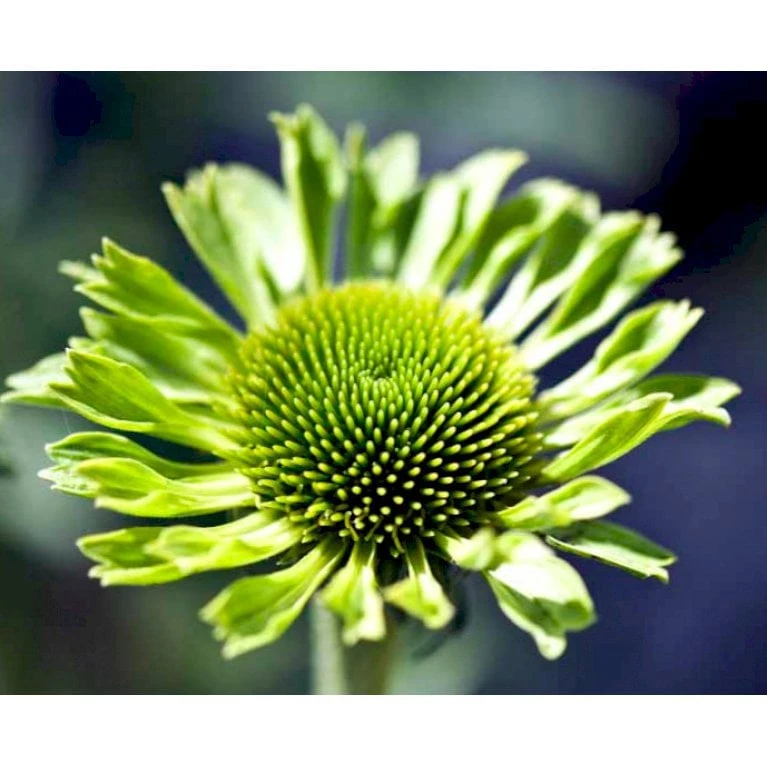 Purpursolhat Echinacea Pur. 'Green Jewel'® 1 Liter Potte