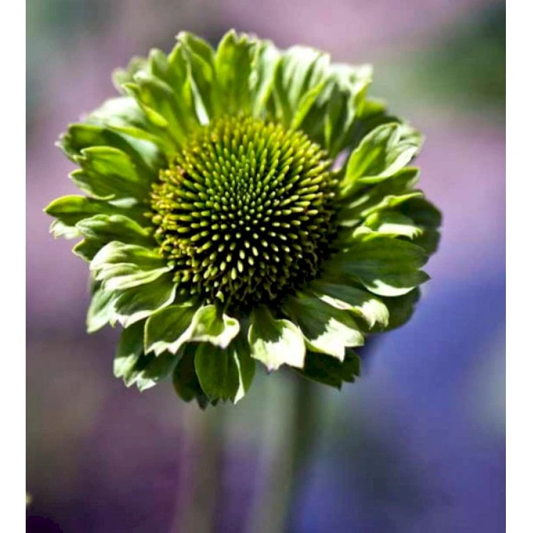 Purpursolhat Echinacea Pur. 'Green Jewel'® 1 Liter Potte - Billede 3