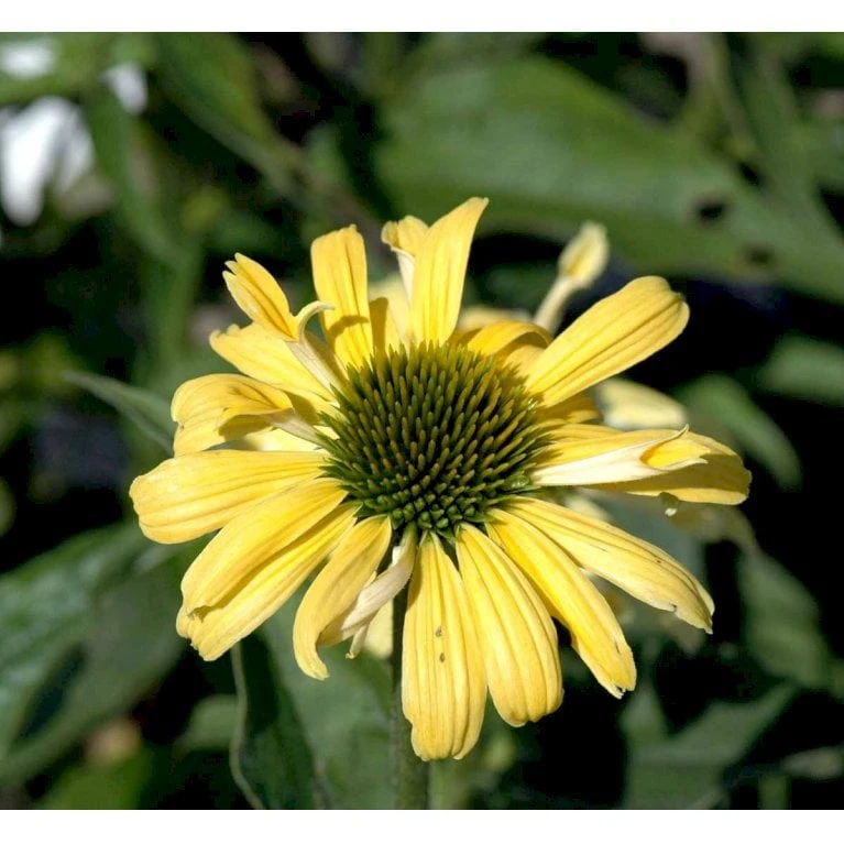 Solhat 'Sunrise' Echinacea Hybrid 'Sunrise' 1 Liter Potte - Billede 3