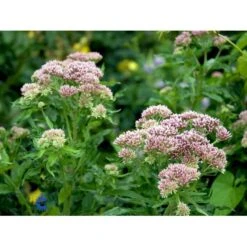 Hamp-Hjortetrøst Eupatorium Cannabinum 10 Cm. Potte