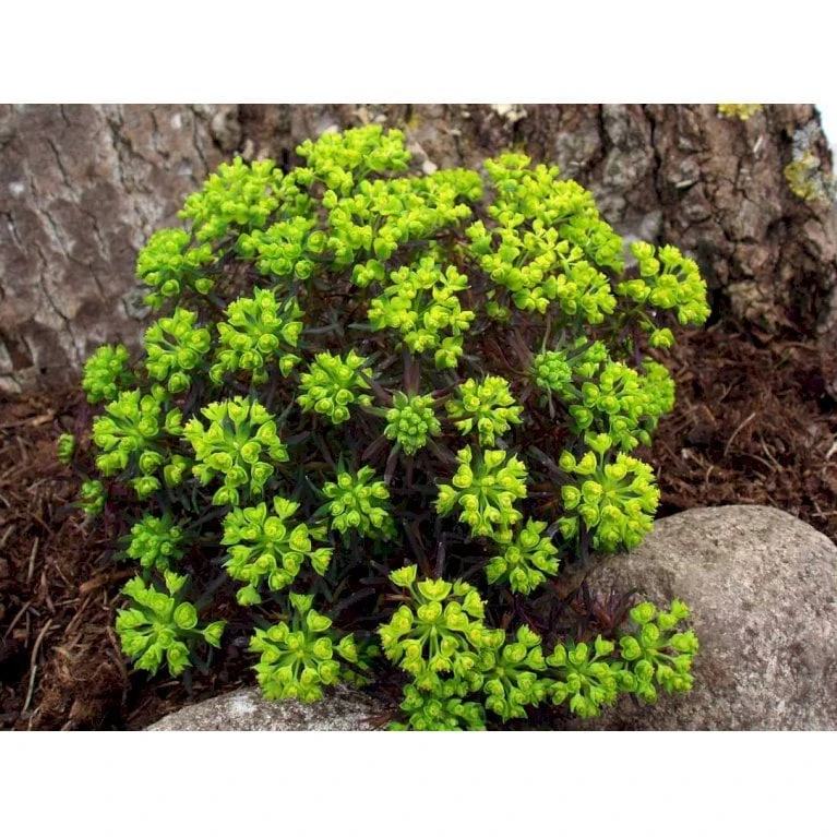 Cypres-Vortemælk 'Clarice Howard' Euphorbia Cyparissias 'Clarice Howard' 1 Liter Potte