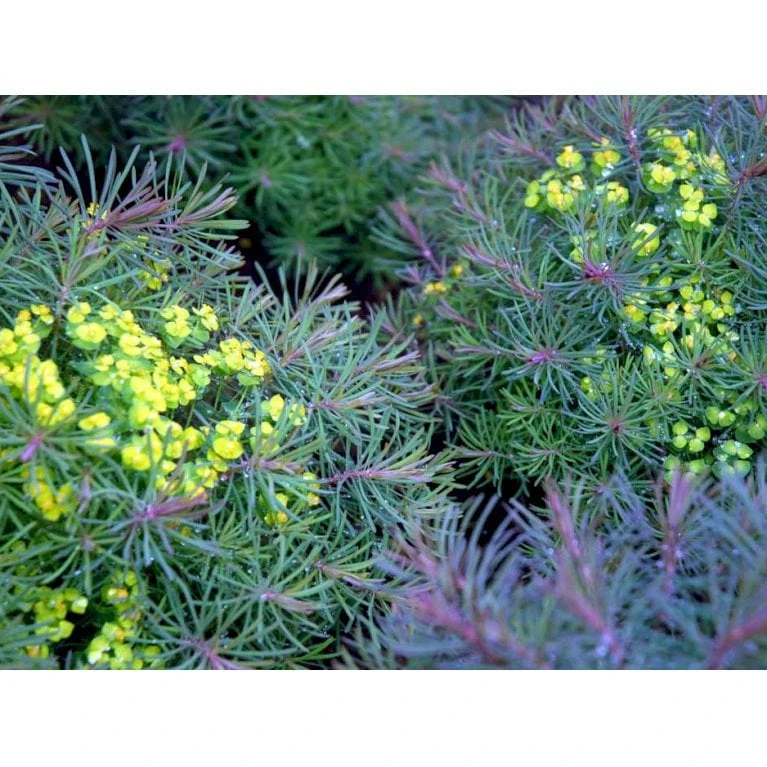 Cypres-Vortemælk 'Clarice Howard' Euphorbia Cyparissias 'Clarice Howard' 1 Liter Potte - Billede 3