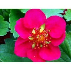 Prydjordbær Fragaria Hybrid 'Lipstick' 10 Cm. Potte