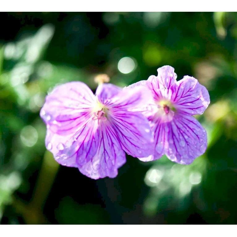 Storkenæb Hybrid 'Blushing Turtle' Geranium Hybrid 'Blushing Turtle'® 1 Liter Potte - Billede 3