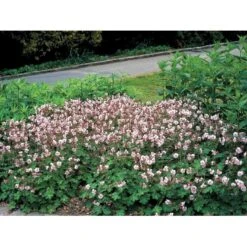 Engelsk Storkenæb 'St. Ola' Geranium Cantabrigiense 'St. Ola' 10 Cm. Potte