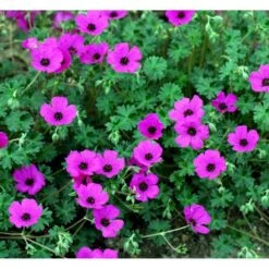 Storkenæb 'Purpureum' Geranium Cinereum Var. Subcaulescens 'Purpureum' 10 Cm. Potte