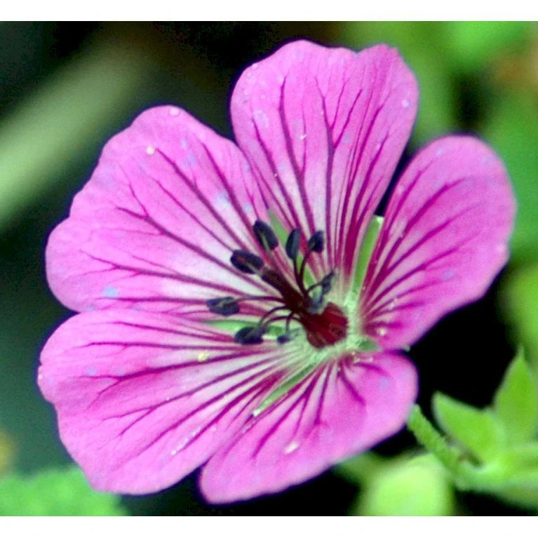Storkenæb 'Pink Penny' Geranium Hybrid 'Pink Penny' 1 Liter Potte - Billede 4