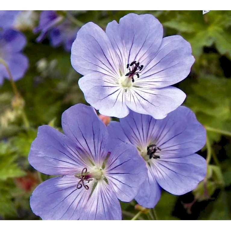 Storkenæb 'Rozanne' Geranium Hybrid 'Rozanne' 1 Liter Potte - Billede 6
