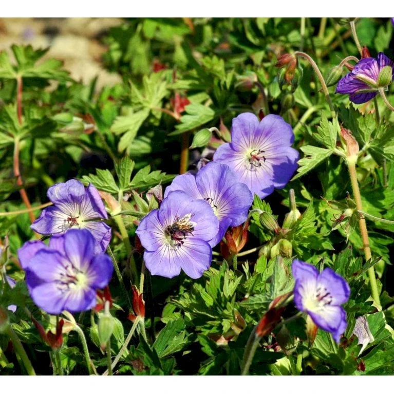 Storkenæb 'Rozanne' Geranium Hybrid 'Rozanne' 1 Liter Potte - Billede 7