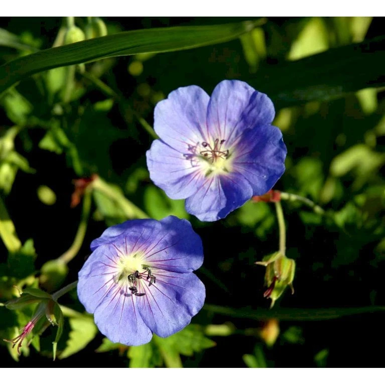 Storkenæb 'Rozanne' Geranium Hybrid 'Rozanne' 1 Liter Potte - Billede 5