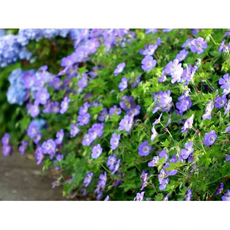 Storkenæb 'Rozanne' Geranium Hybrid 'Rozanne' 1 Liter Potte - Billede 3