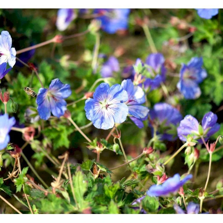 Storkenæb 'Rozanne' Geranium Hybrid 'Rozanne' 1 Liter Potte - Billede 4