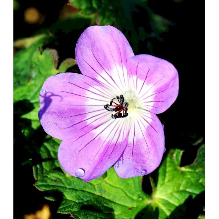 Storkenæb 'Sylvia's Surprise' Geranium Hybrid 'Sylvia's Surprise' (r) 1 Liter Potte - Billede 4