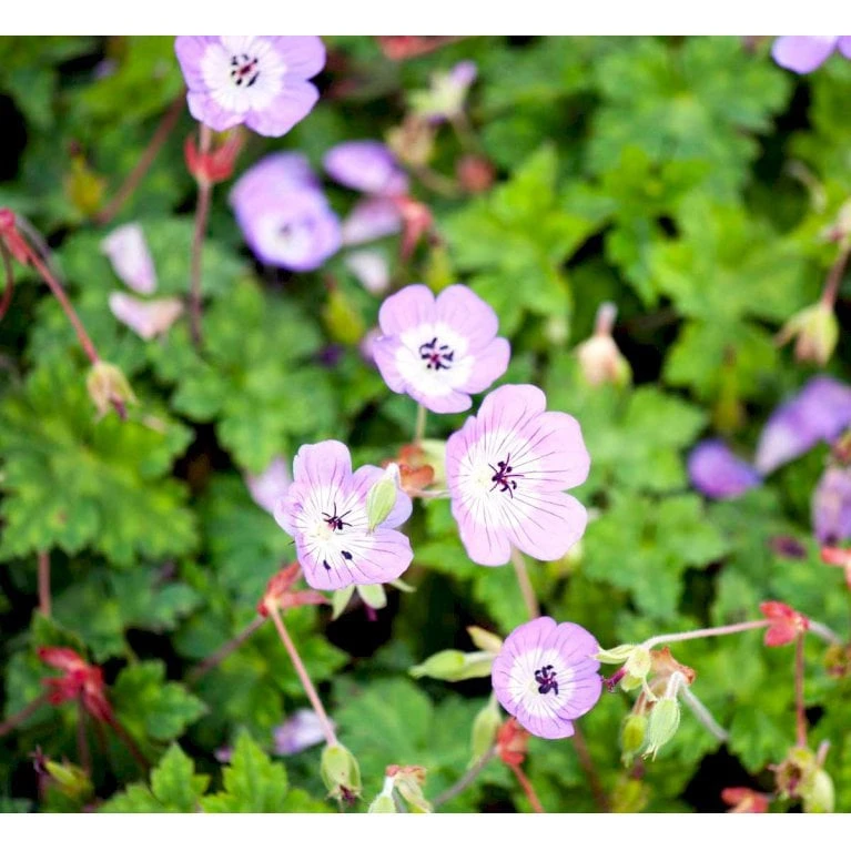 Storkenæb 'Sylvia's Surprise' Geranium Hybrid 'Sylvia's Surprise' (r) 1 Liter Potte - Billede 3