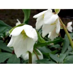 Julerose 'Praecox' Helleborus Niger 'Praecox' 1 Liter Potte