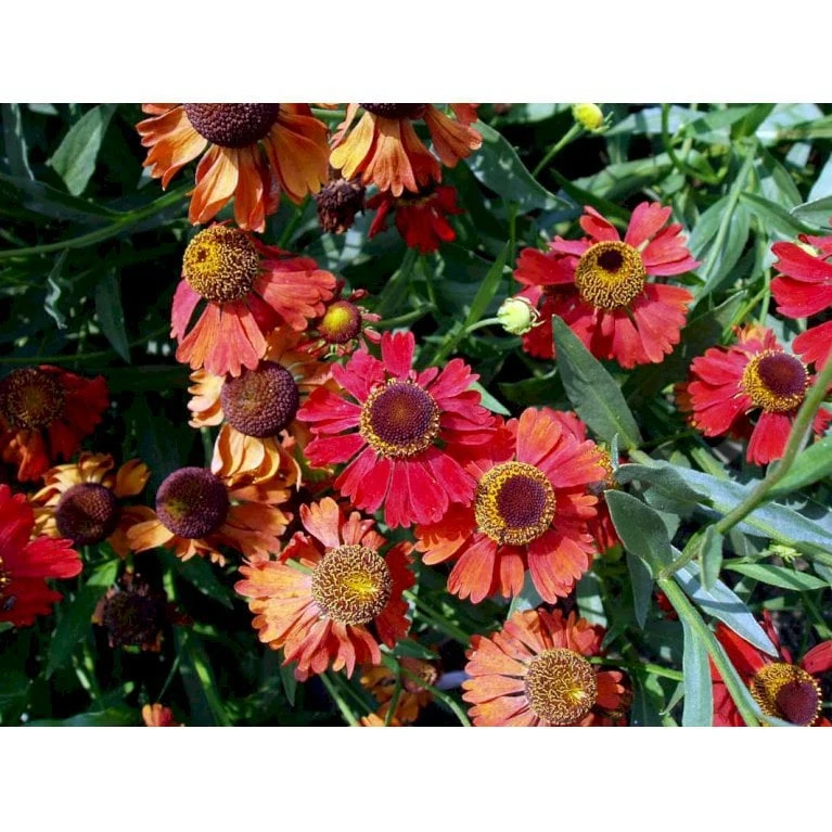Solbrud 'Moerheim Beauty' Helenium Hybrid 'Moerheim Beauty' 1 Liter Potte - Billede 4
