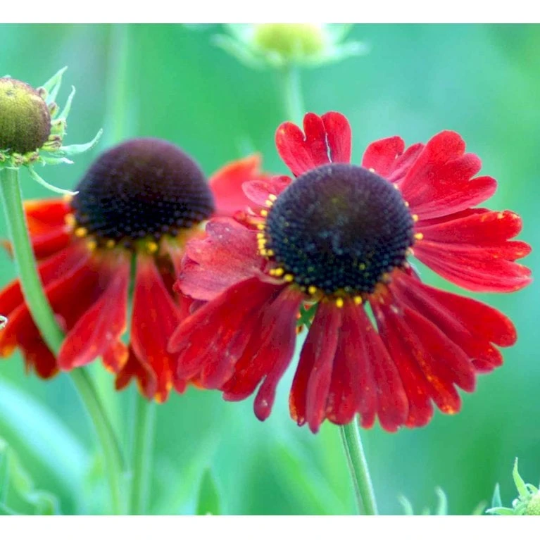 Solbrud 'Moerheim Beauty' Helenium Hybrid 'Moerheim Beauty' 1 Liter Potte - Billede 3