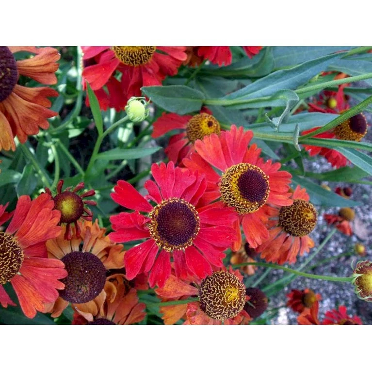 Solbrud 'Moerheim Beauty' Helenium Hybrid 'Moerheim Beauty' 1 Liter Potte - Billede 5