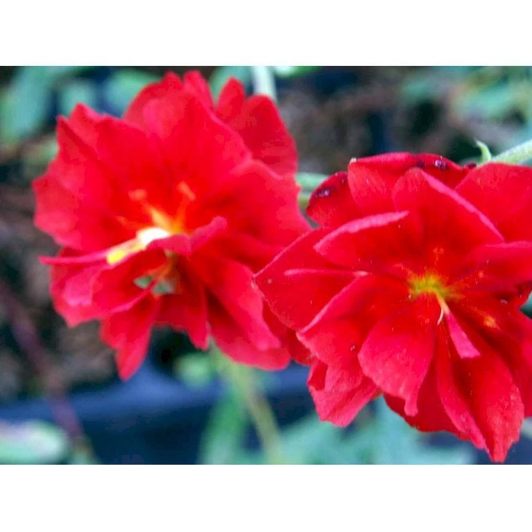 Soløje 'Amabile Plenum' Helianthemum Hybrid 'Amabile Plenum' 10 Cm. Potte - Billede 3