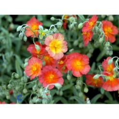Soløje Helianthemum 'Fire Dragon' 10 Cm. Potte