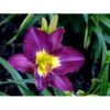 Daglilje 'Silent Sentry' Hemerocallis 'Silent Sentry' Potte 2 Liter.