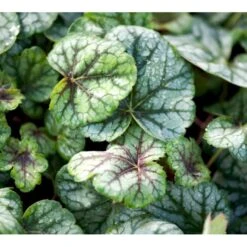 Alunrod 'Green Spice'® Heuchera H. 'Green Spice'® 1 Liter Potte