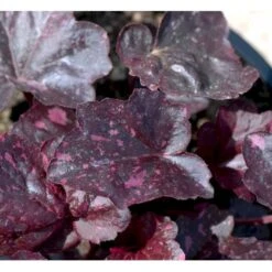 Alunrod 'Midnight Rose' Heuchera Hybrid 'Midnight Rose' 1 Liter Potte