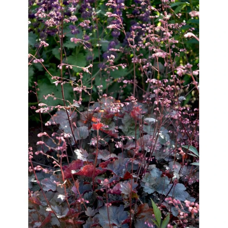 Alunrod 'Rachel' Heuchera Hybrid 'Rachel' 1 Liter Potte - Billede 3