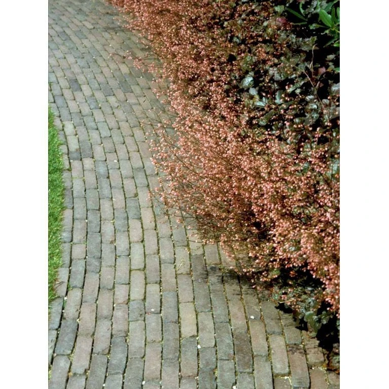 Alunrod 'Rachel' Heuchera Hybrid 'Rachel' 1 Liter Potte - Billede 8